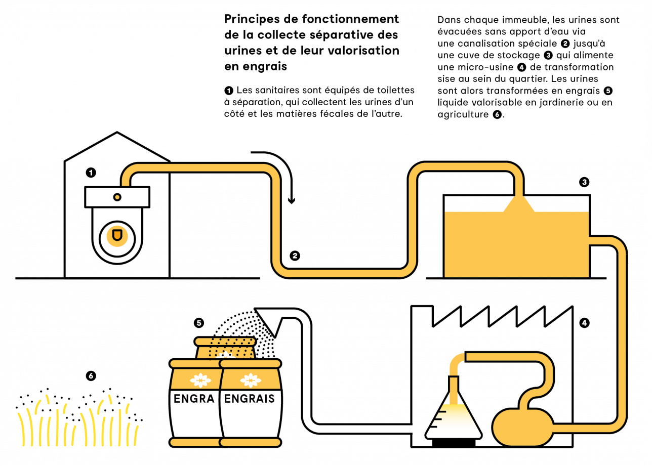 Principes de fonctionnement de la collecte séparative des urines et de leur valorisation en engrais ➊ Les sanitaires sont équipés de toilettes à séparation, qui collectent les urines d’un côté et les matières fécales de l’autre. Dans chaque immeuble, les urines sont évacuées sans apport d’eau via une canalisation spéciale ➋ jusqu’à une cuve de stockage ➌ qui alimente une micro-usine ➍ de transformation sise au sein du quartier. Les urines sont alors transformées en engrais ➎ liquide valorisable